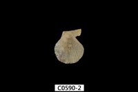 藏品(迷你海扇蛤)的圖片